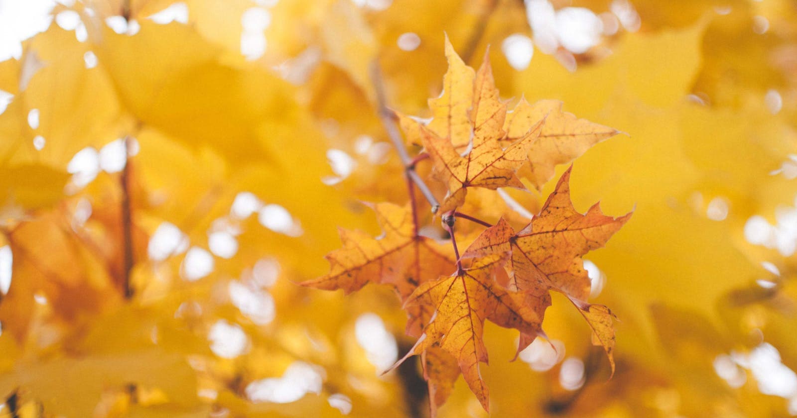 Vivid yellow and orange maple leaves, Pitta's fiery, transformative quality