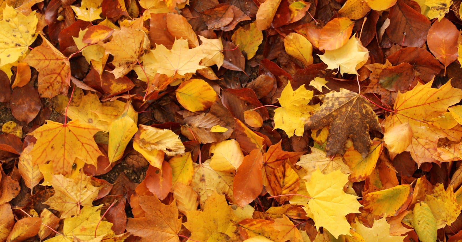 Autumn leaves on the ground, symbolic of Vata's airy, mobile nature