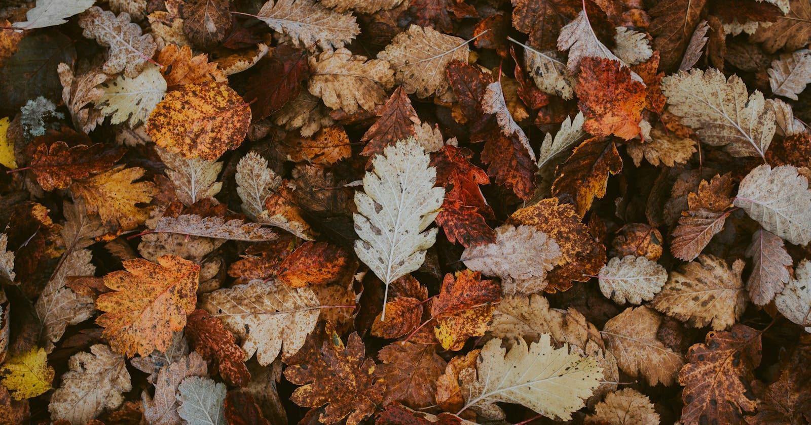 Layered autumn leaves in warm tones, Vata and Pitta together