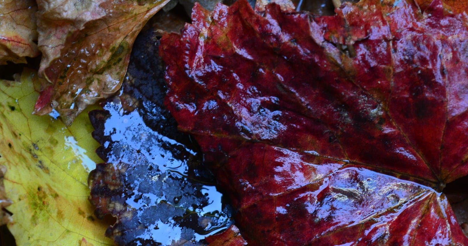 Wet autumn leaves on the ground — Vata season's pull toward warmth and slowness
