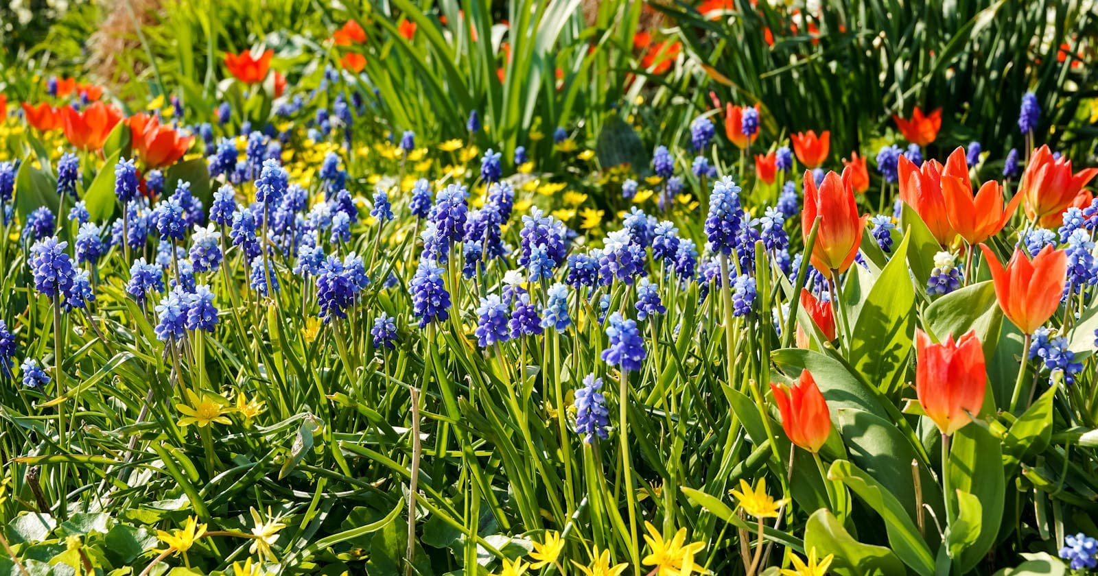 Spring garden in bloom — the equinox shift, in one frame