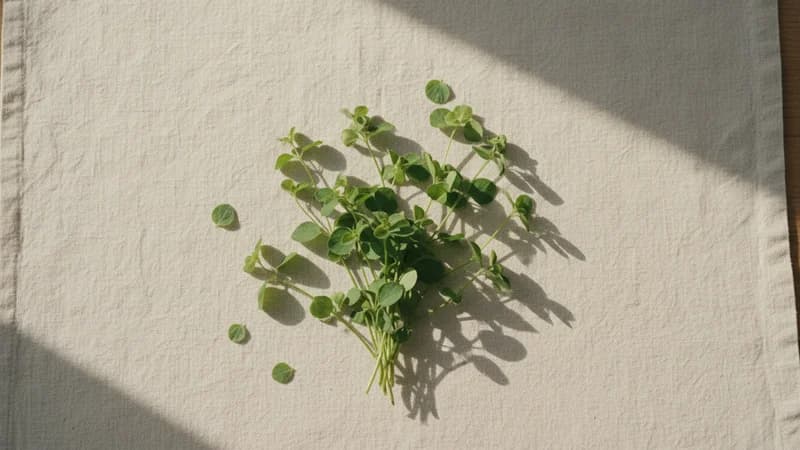 Brahmi (Brahmi) — whole and prepared form, top-down still life